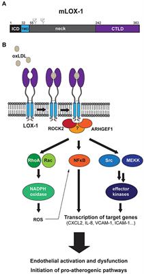 Proteolytic Regulation of the Lectin-Like Oxidized Lipoprotein Receptor LOX-1